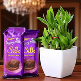 Bamboo Plant Bliss - Lucky Bamboo Gift Set with Cadbury Dairy Milk Silk chocolate in a white ceramic pot, ideal for home decor and gifting.